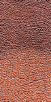 Chestnut leather sample